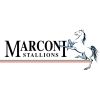 Marconi Stallions U20